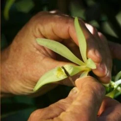 3 Gousses Tahiti Vanille Grand Cru Tahaa 14g -Monoï Boutique 3 gousses tahiti vanille grand cru tahaa 14g 3