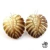 Boucles Oreilles Argent Feuilles Ape Nacre Tahiti Bou3