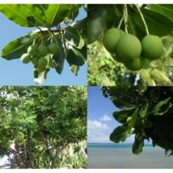 Huile Vierge De Tamanu Tahiti 250ml -Monoï Boutique huile vierge de tamanu tahiti 250ml 2