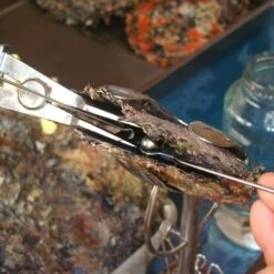 Pendentif Perle De Tahiti Goutte Chaine Argent TT389 -Monoï Boutique pendentif perle de tahiti goutte chaine argent tt389 5