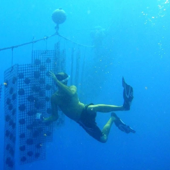 Pendentif Perle De Tahiti Semi Ronde Chaine Argent TT380 5 Pendentif Perle De Tahiti Semi Ronde Chaine Argent TT380 – Image 5