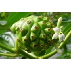 Pur Jus De Noni Detox Tahiti Naturel Bio 0,5l -Monoï Boutique pur jus de noni detox tahiti naturel bio 0 5l 3