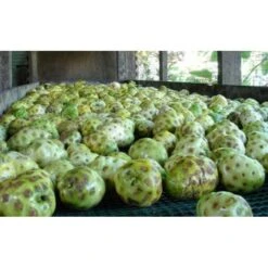 Pur Jus De Noni Detox Tahiti Naturel Bio 0,5l -Monoï Boutique pur jus de noni detox tahiti naturel bio 0 5l 4