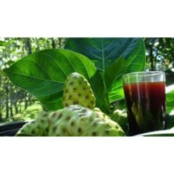 Pur Jus De Noni Detox Tahiti Naturel Bio 0,5l -Monoï Boutique pur jus de noni detox tahiti naturel bio 0 5l 5