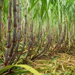 Rhum Paille Bio 43° Mana'o Tahiti 70cl -Monoï Boutique rhum paille bio 43 mana o tahiti 70cl 3