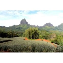 Rotui 100% Pur Jus D'ananas Moorea Tahiti 1 Litre -Monoï Boutique rotui 100 pur jus d ananas moorea tahiti 1 litre 2